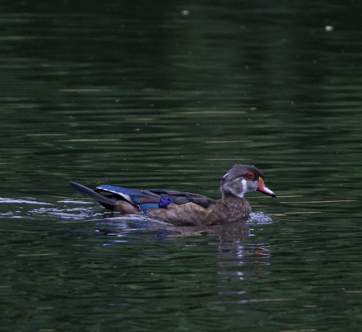 kachnička karolínská - ML645824759