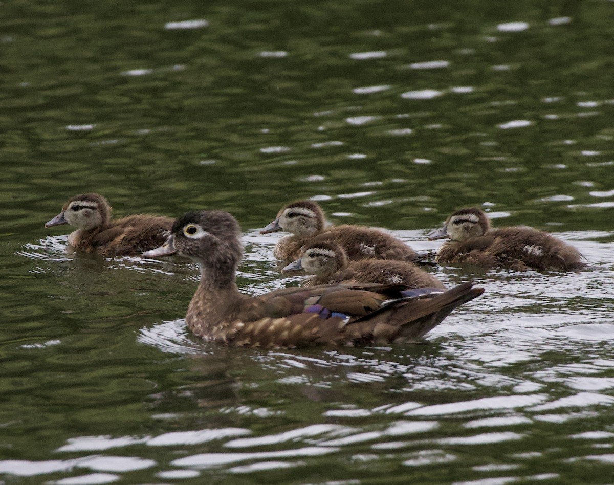kachnička karolínská - ML645824760