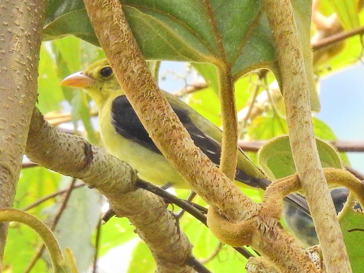 Scarlet Tanager - ML645824761