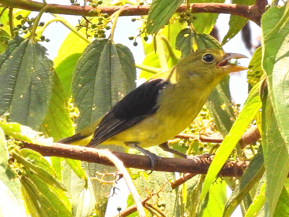 Scarlet Tanager - ML645824762