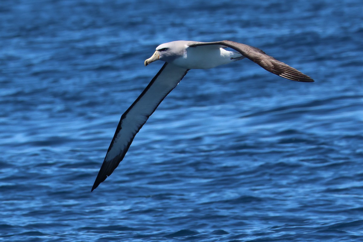 Salvin's Albatross - ML645824783