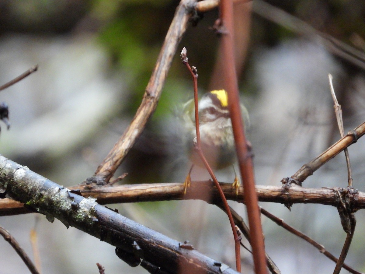 Golden-crowned Kinglet - ML645824800