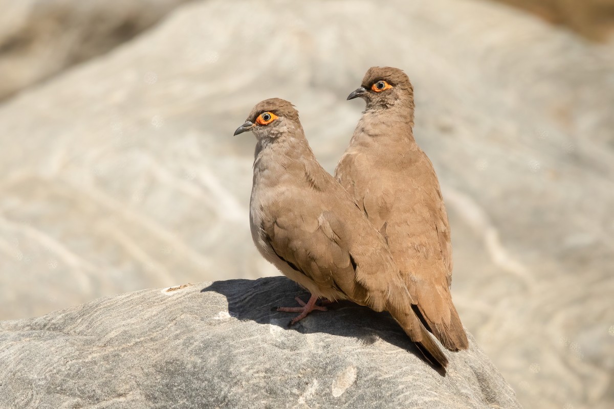 Bare-eyed Ground Dove - ML645824803