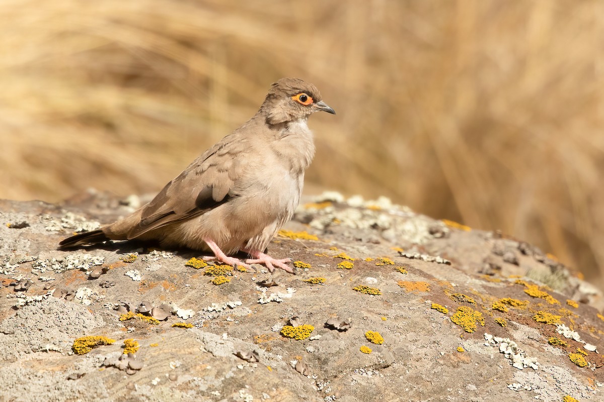 Bare-eyed Ground Dove - ML645824804