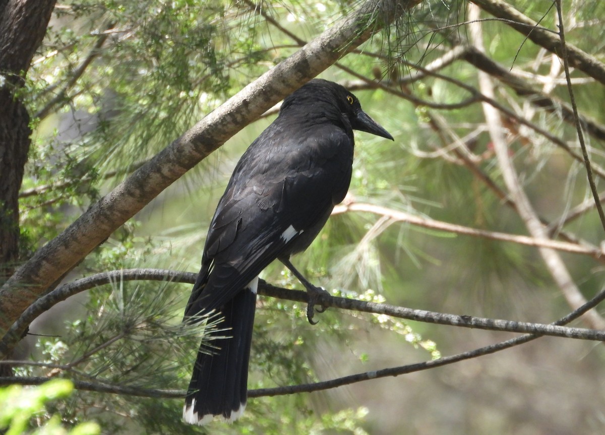 Pied Currawong - ML645824813