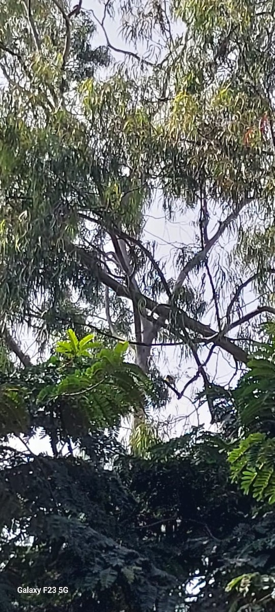 Indian Golden Oriole - ML645824814