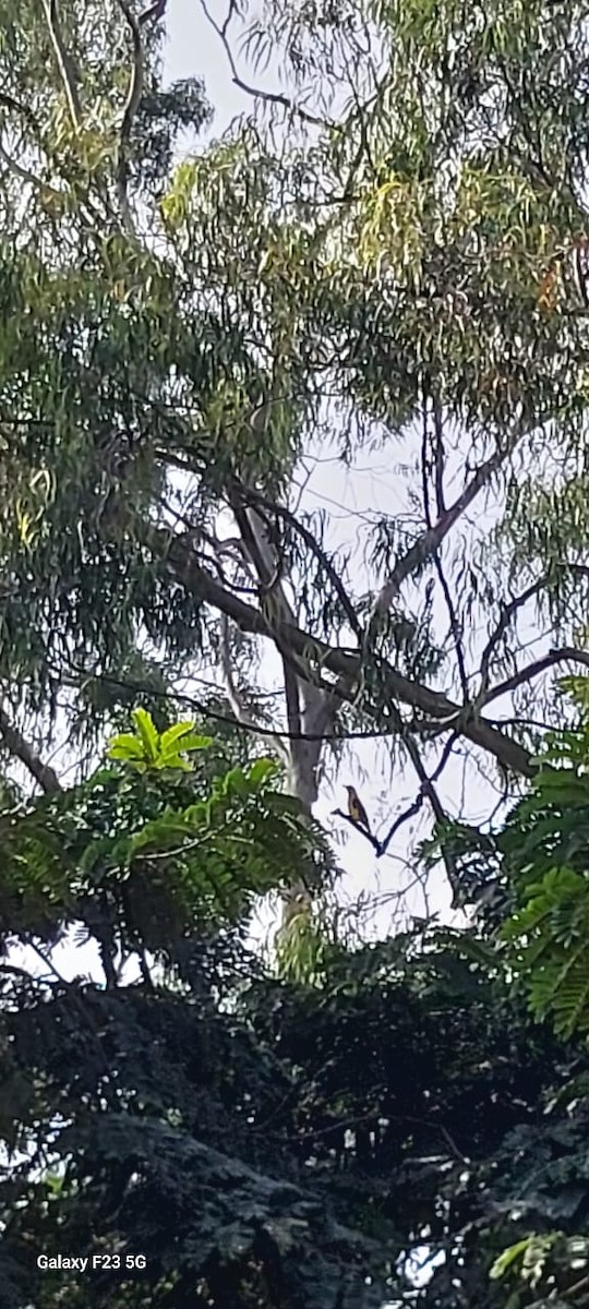 Indian Golden Oriole - ML645824815