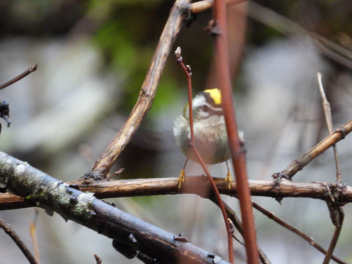 Golden-crowned Kinglet - ML645824816