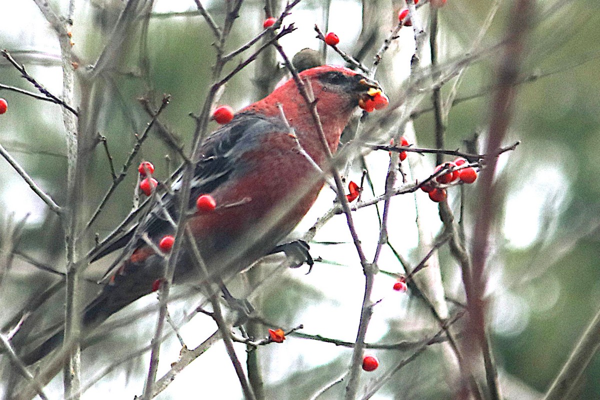 Pine Grosbeak - ML645824826