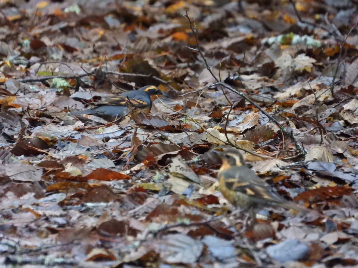 Varied Thrush - ML645824828
