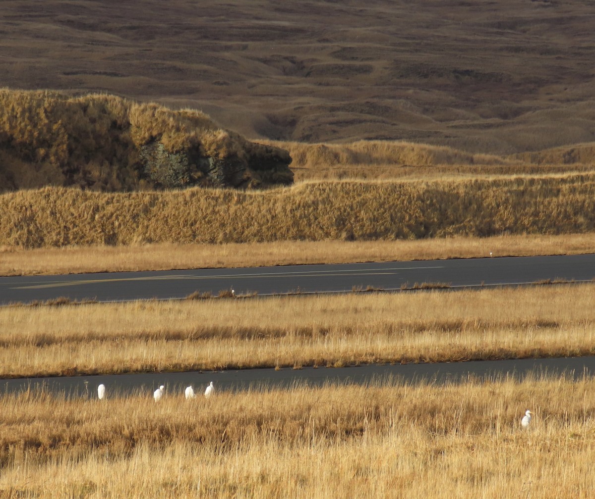 Büyük Ak Balıkçıl - ML645824839