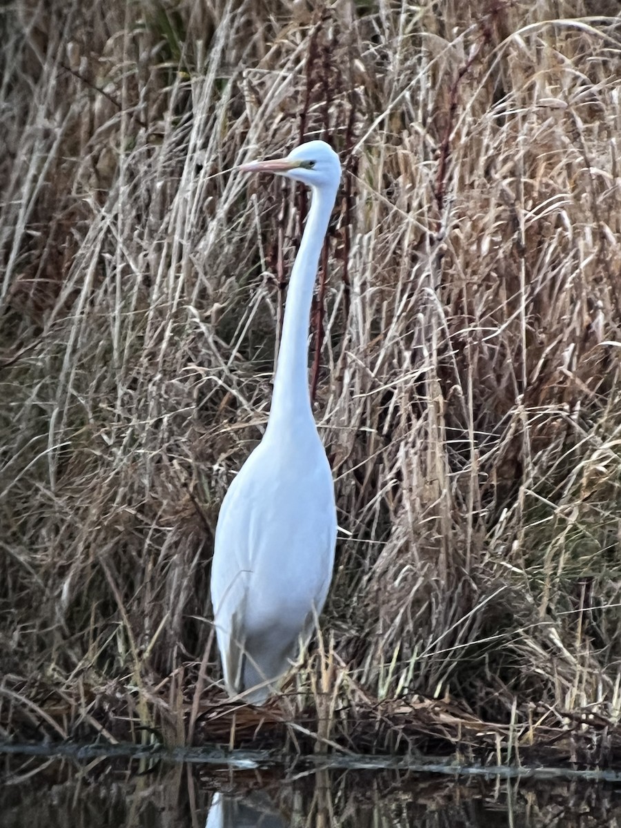 Büyük Ak Balıkçıl - ML645824842