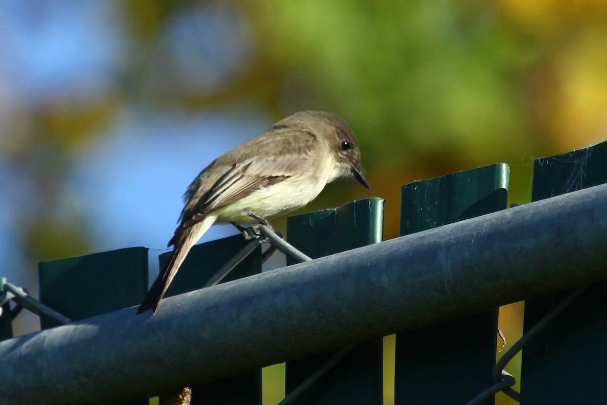 Eastern Phoebe - ML645824847