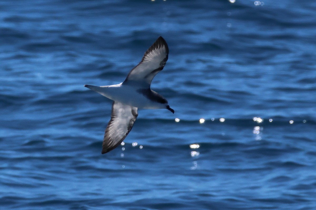 Cook's Petrel - ML645824851
