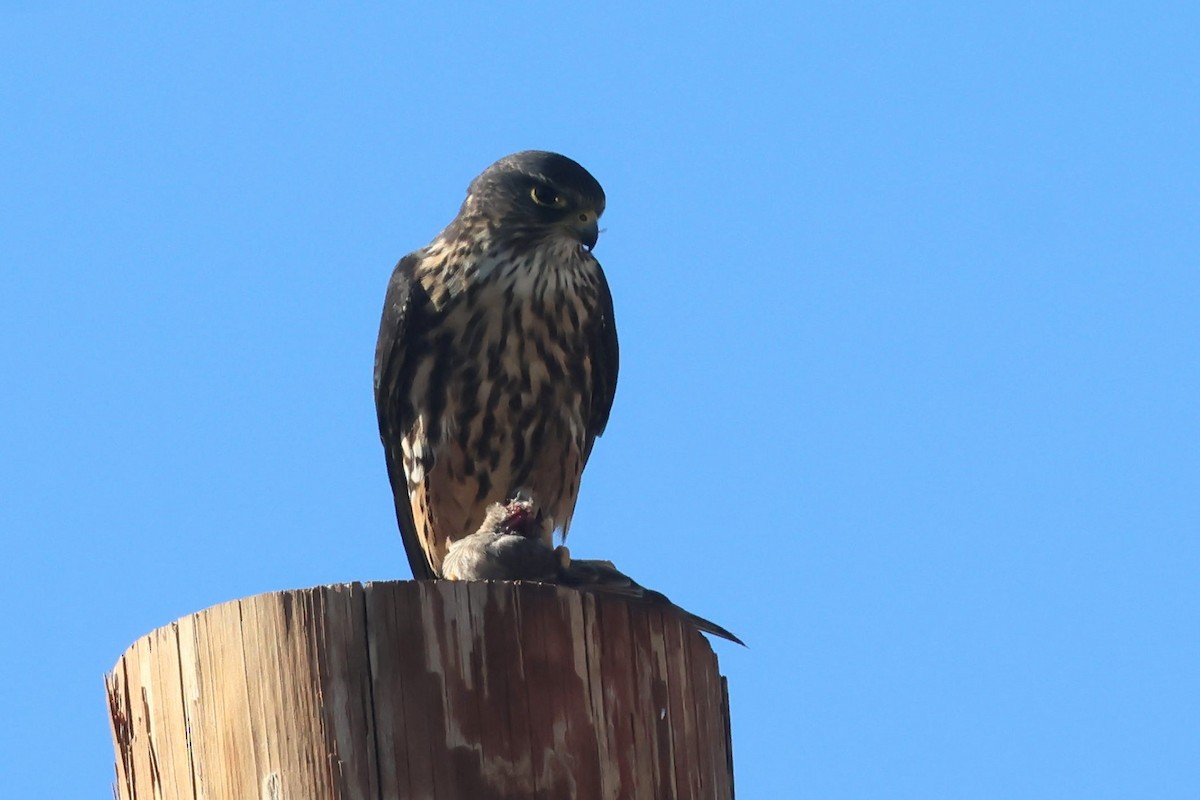 Merlin - ML645824856