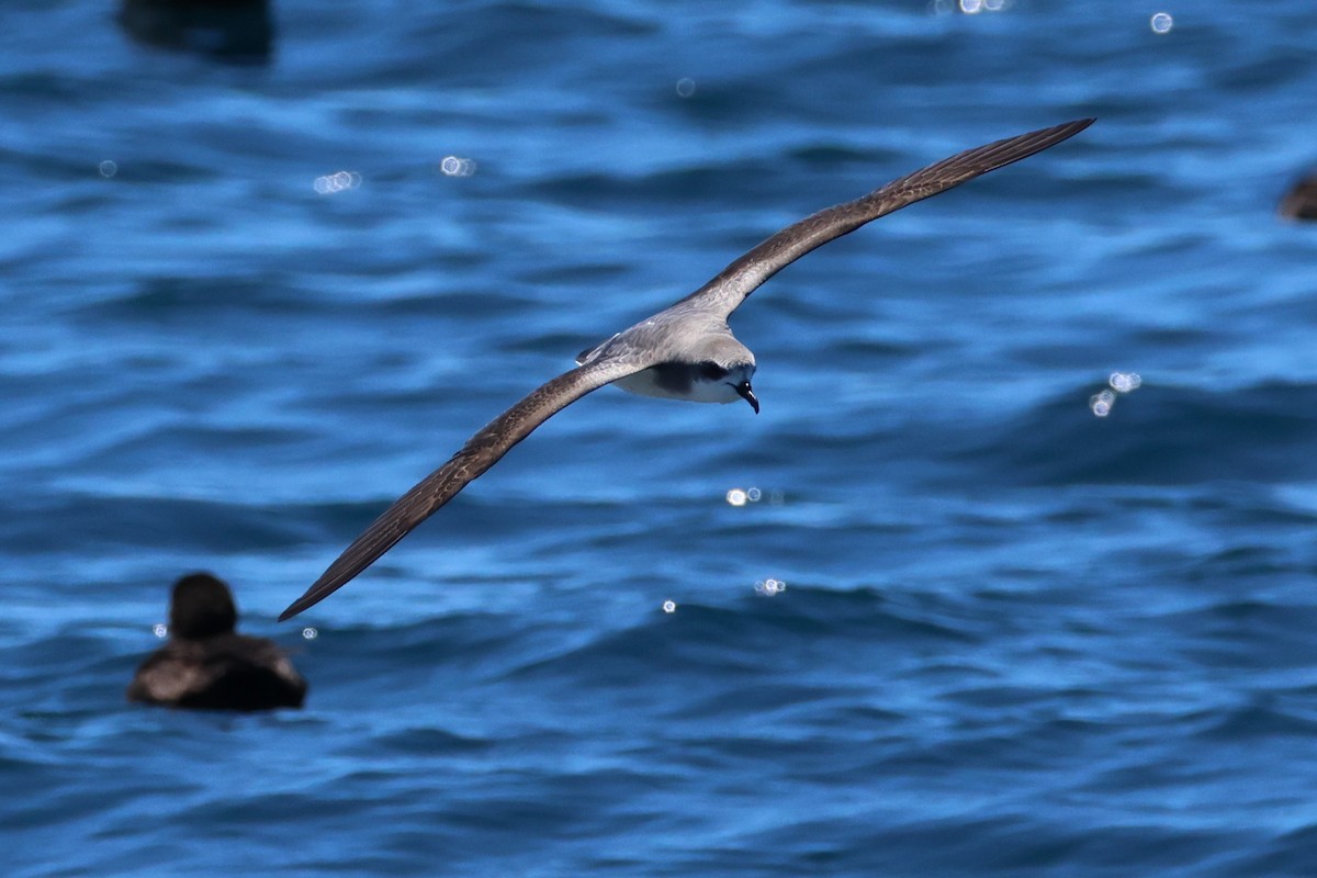 Cook's Petrel - ML645824863