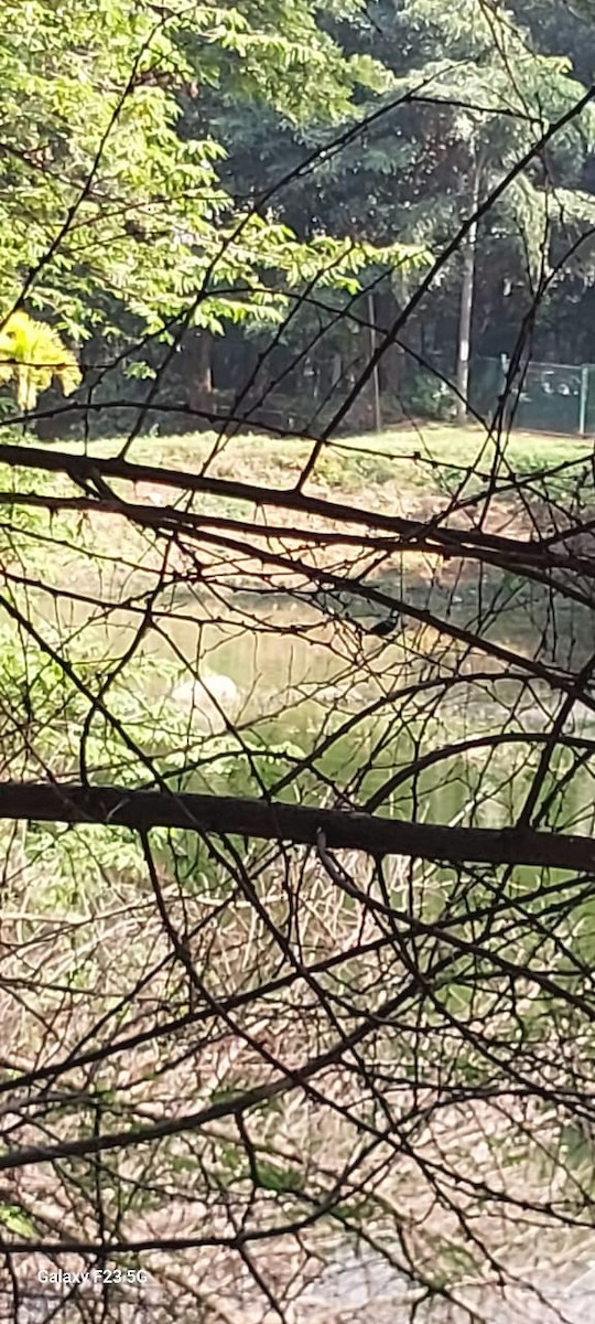 Purple Sunbird - ML645824870