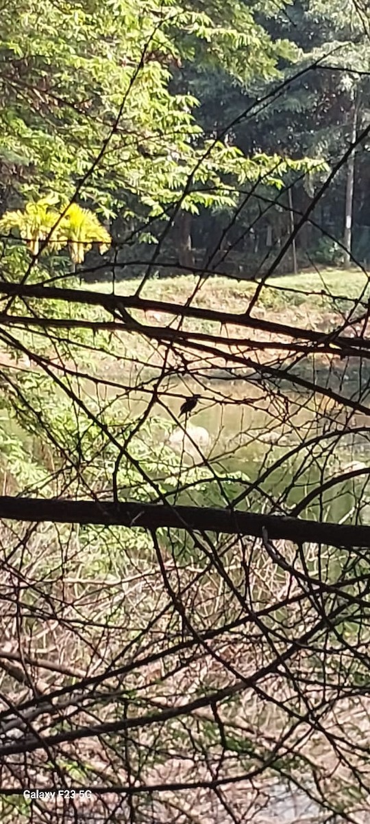 Purple Sunbird - ML645824871