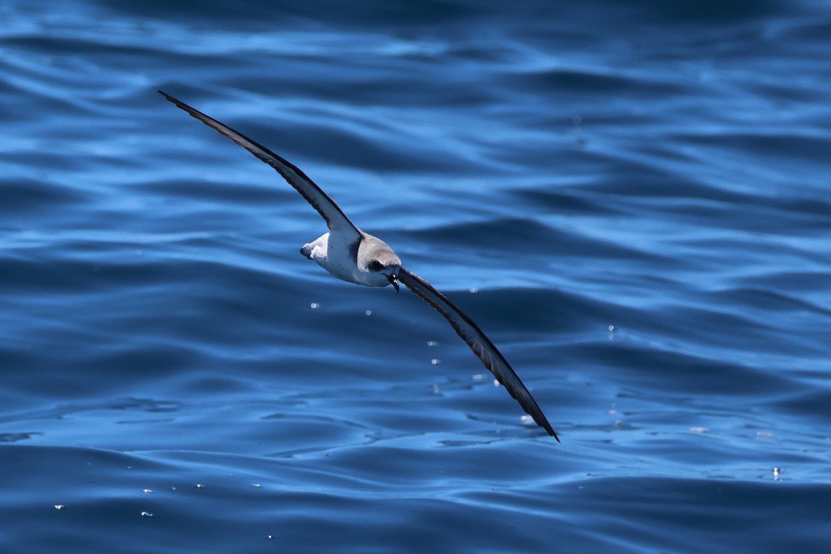 Cook's Petrel - ML645824872