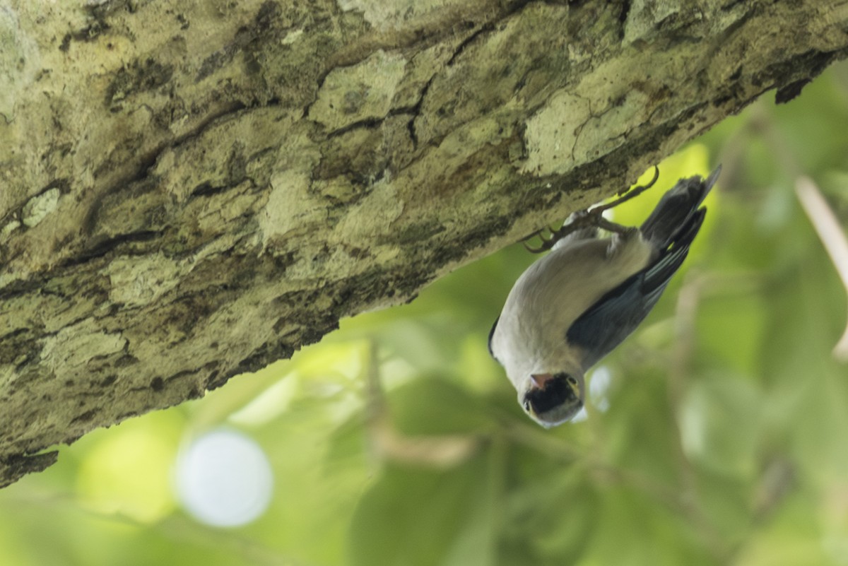Velvet-fronted Nuthatch - ML645824879