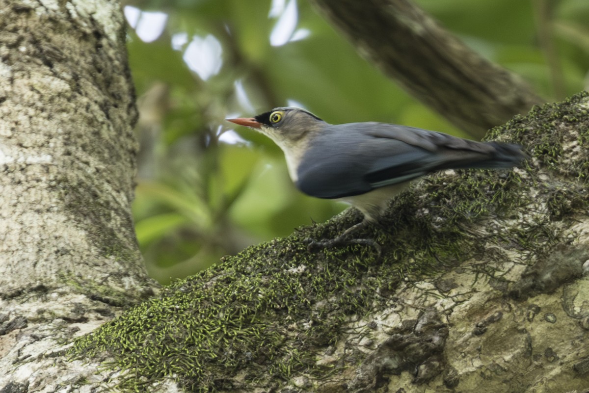Velvet-fronted Nuthatch - ML645824880
