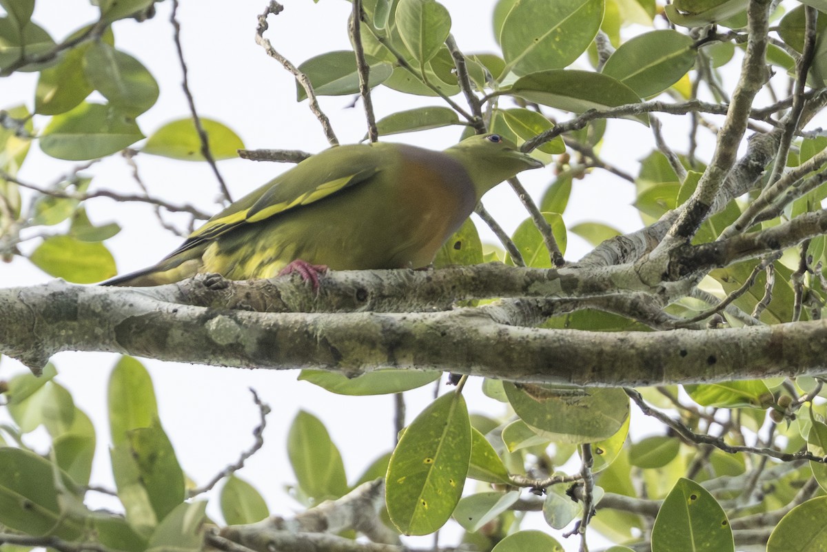 橙胸綠鳩 - ML645824883