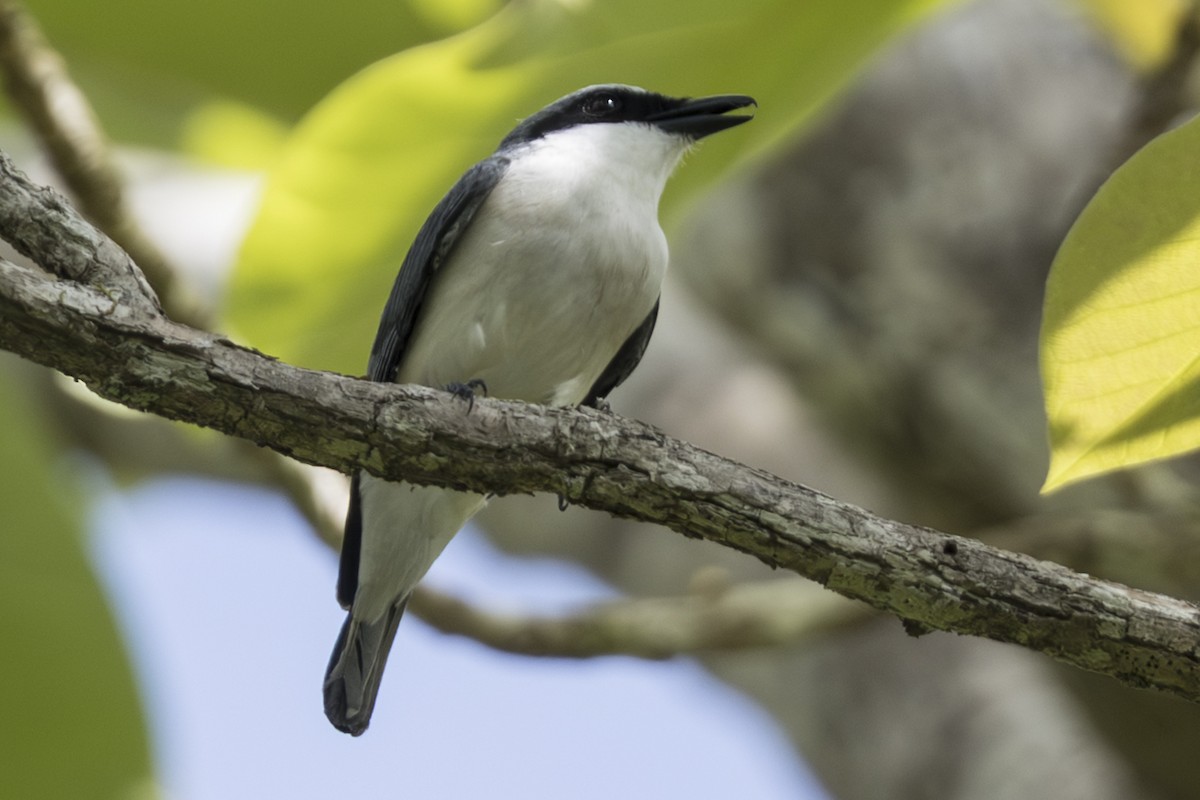 Large Woodshrike - ML645824884