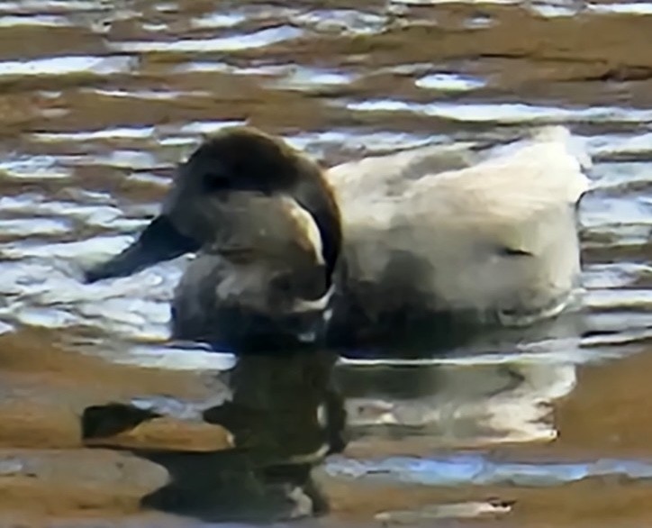 Серая утка - ML645824886