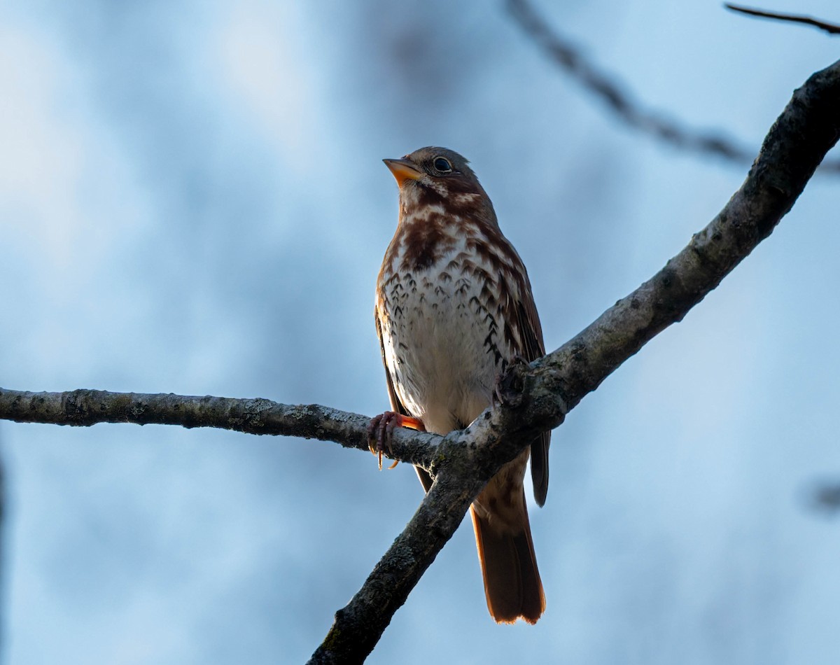 Fox Sparrow - ML645824888
