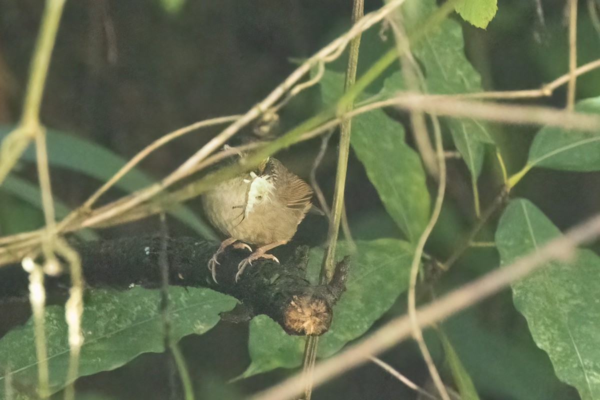 Ржаволобая альциппа - ML645824891