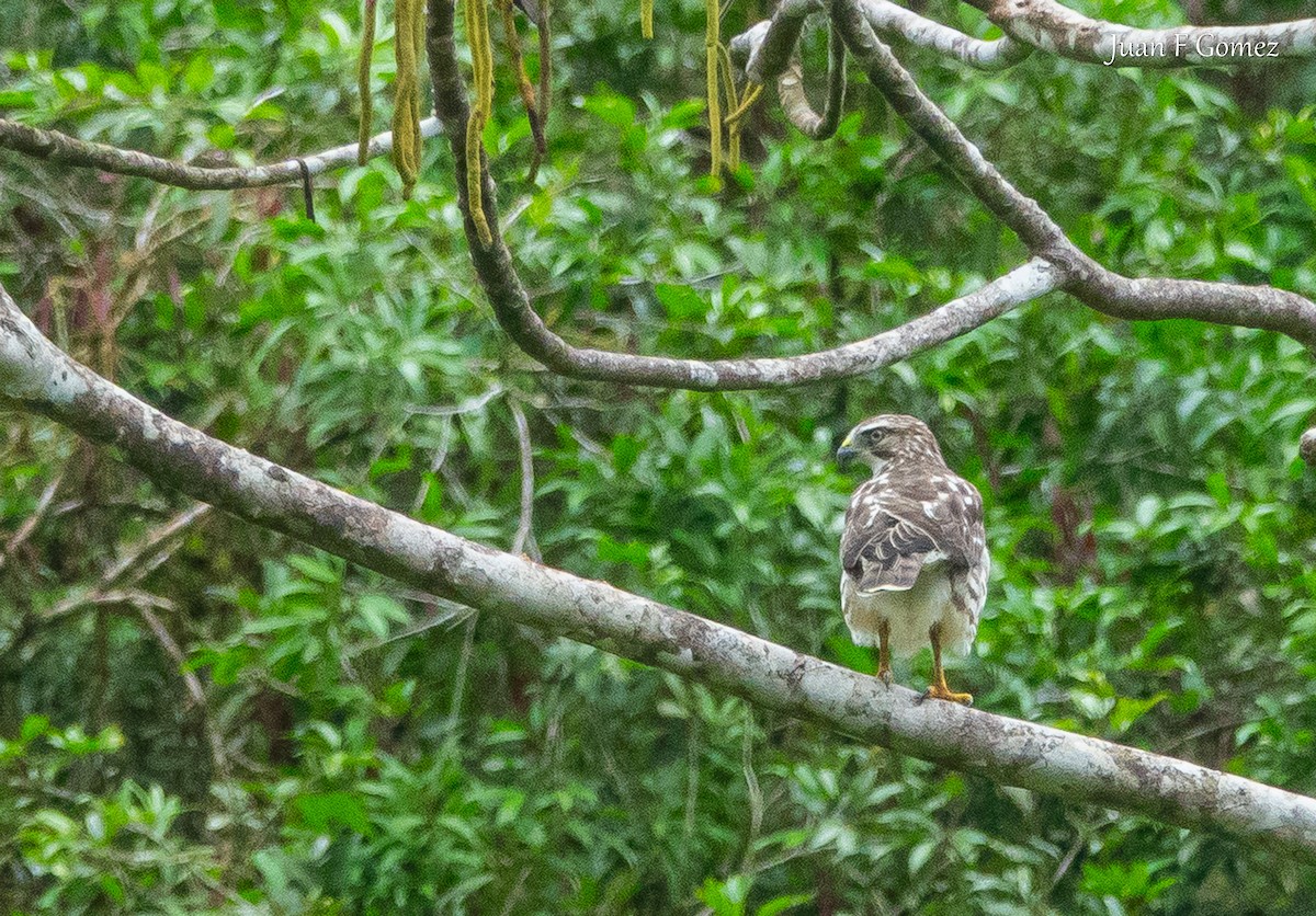 Канюк ширококрилий - ML645824899