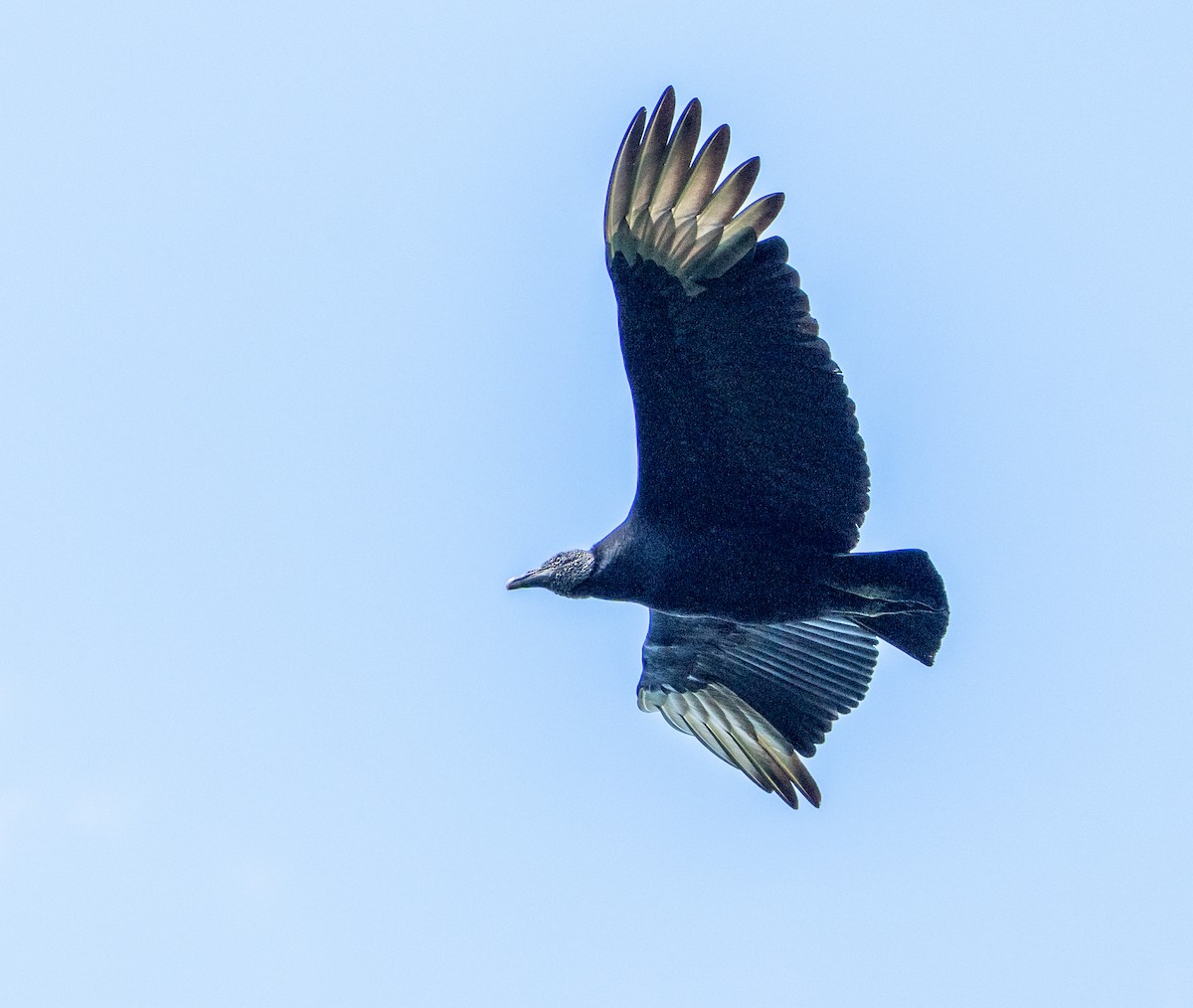 Чёрная катарта - ML645824900