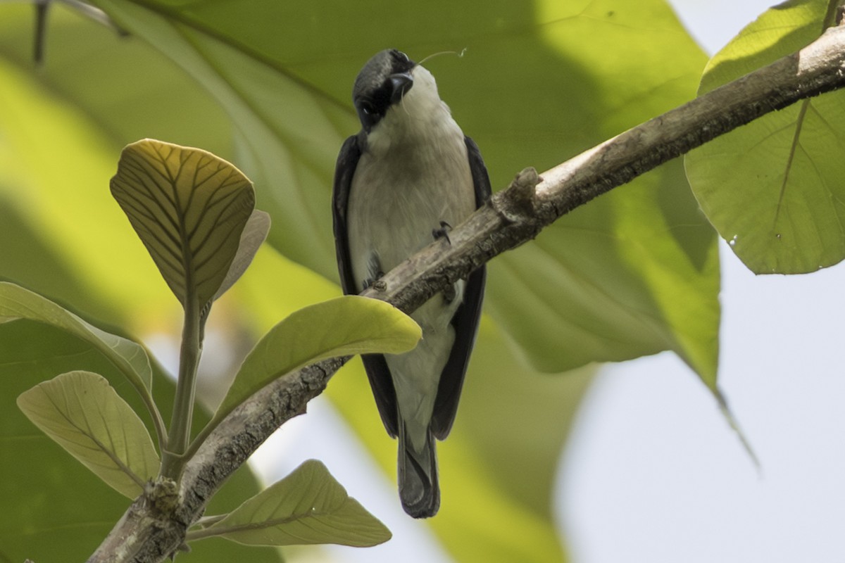 Large Woodshrike - ML645824901