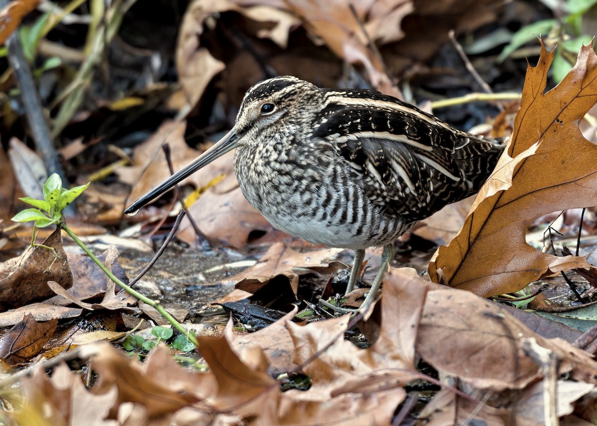 Wilson's Snipe - ML645824902