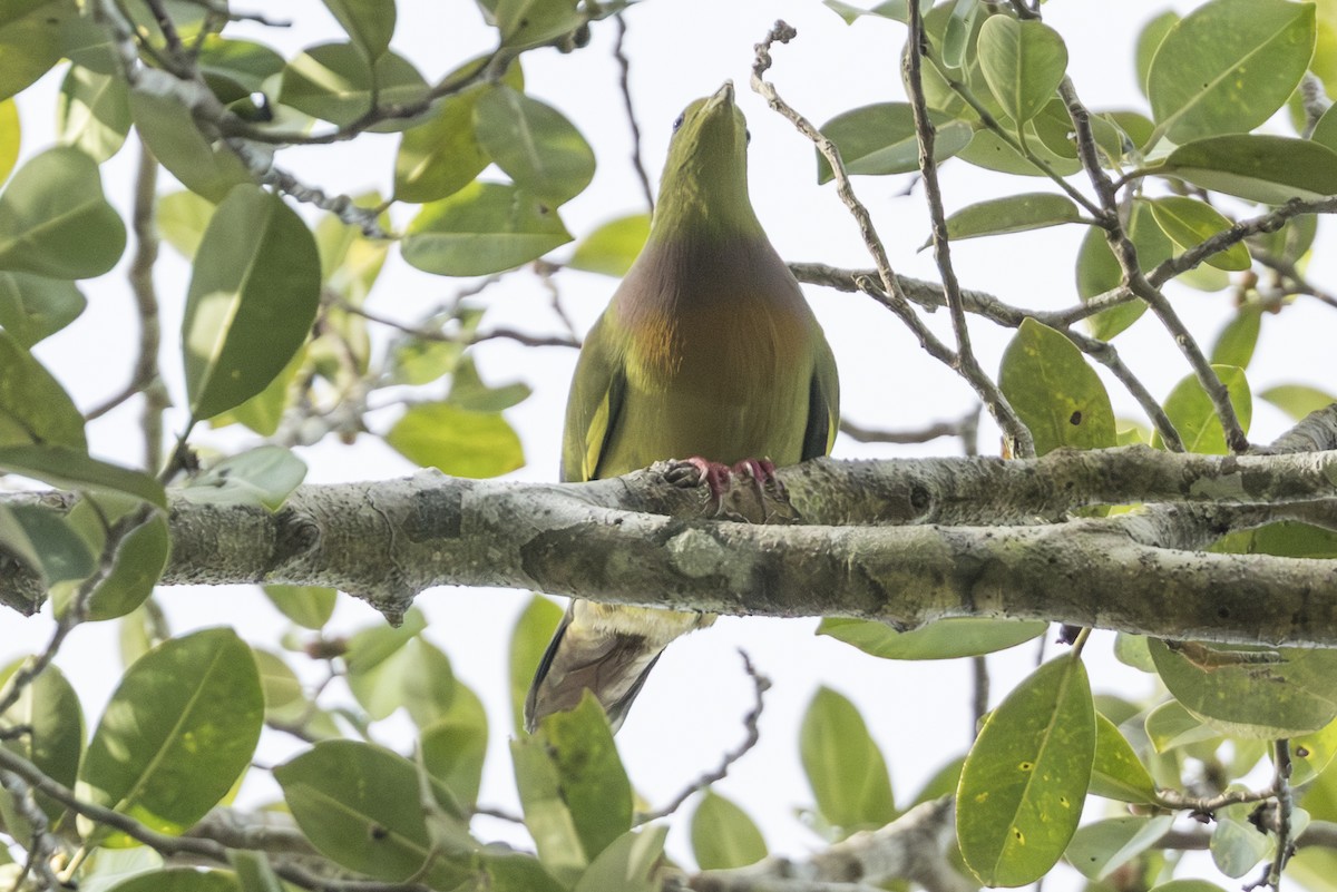 橙胸綠鳩 - ML645824904