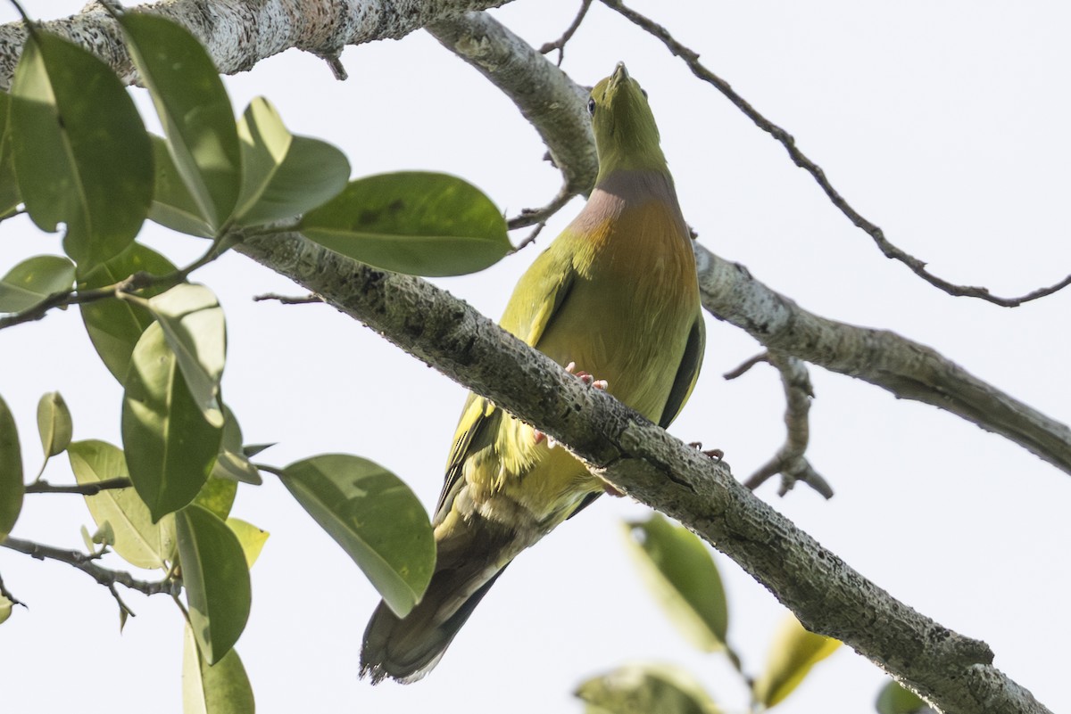 橙胸綠鳩 - ML645824905