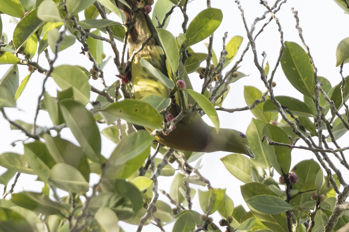 橙胸綠鳩 - ML645824906