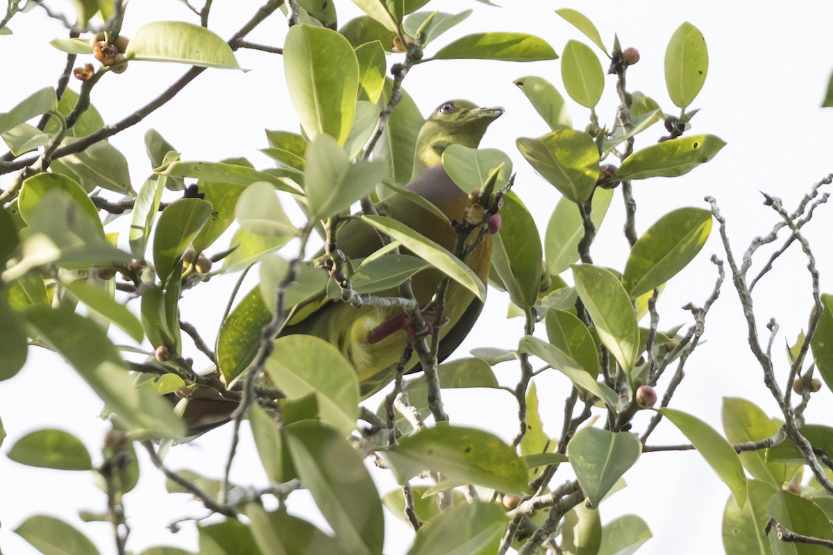 橙胸綠鳩 - ML645824907