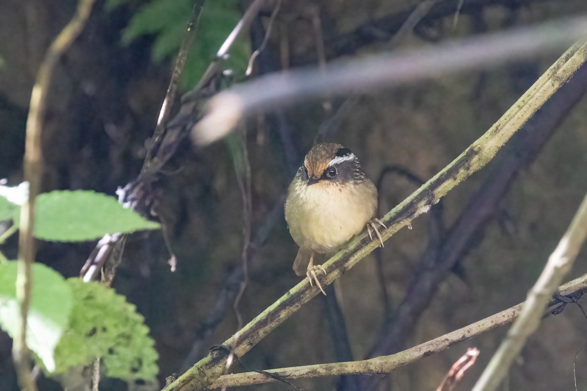 Ржаволобая альциппа - ML645824922