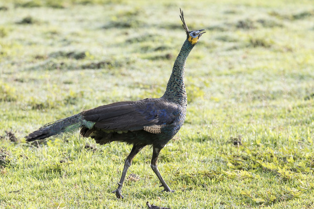 Зелёный павлин - ML645824933