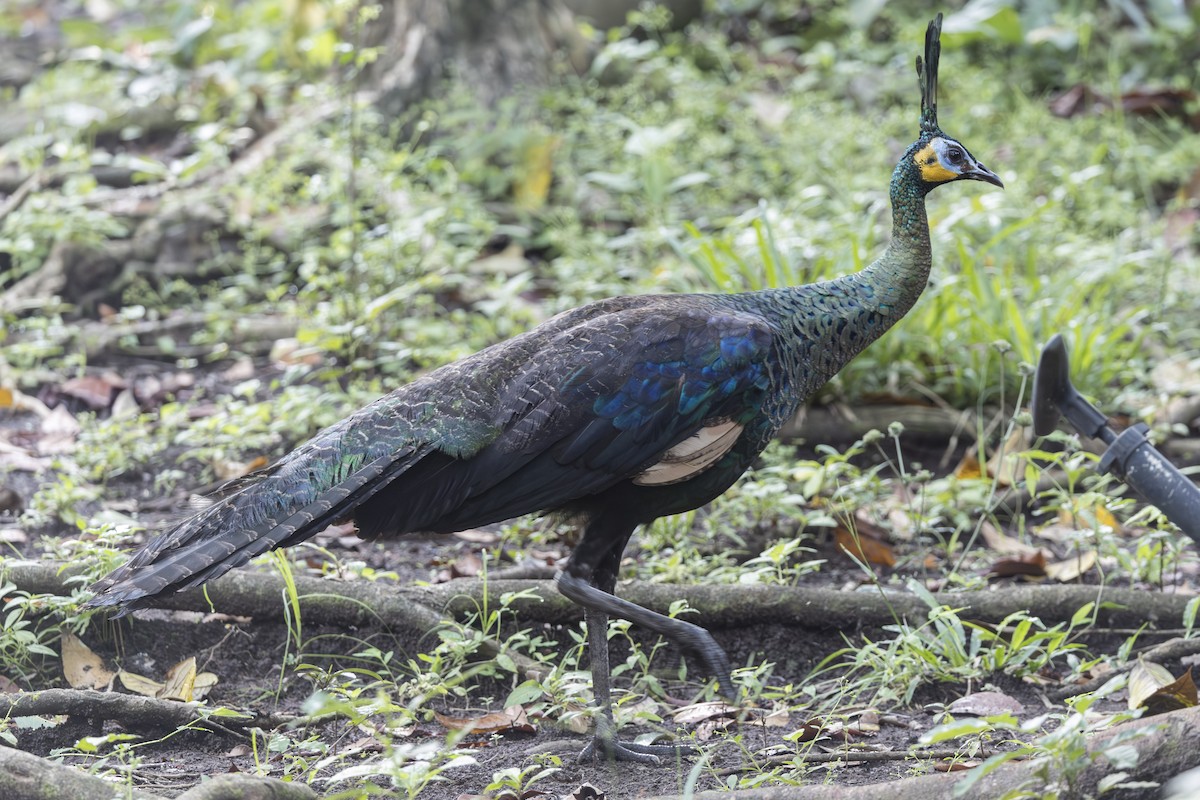 Зелёный павлин - ML645824934