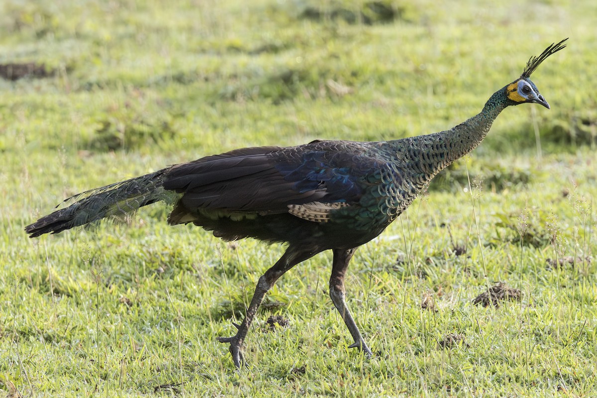 Зелёный павлин - ML645824935