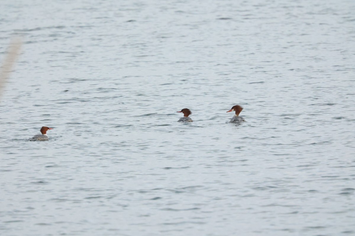 Common Merganser - ML645824936