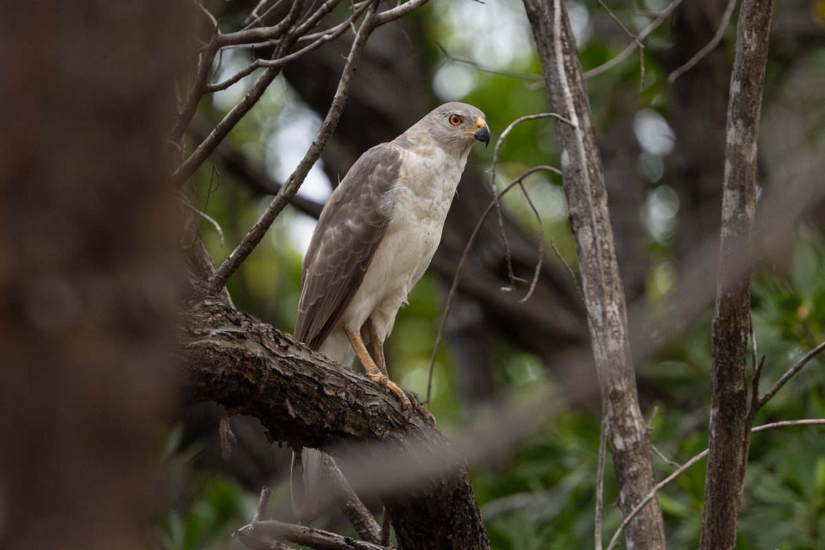 Gray Goshawk - ML645824938