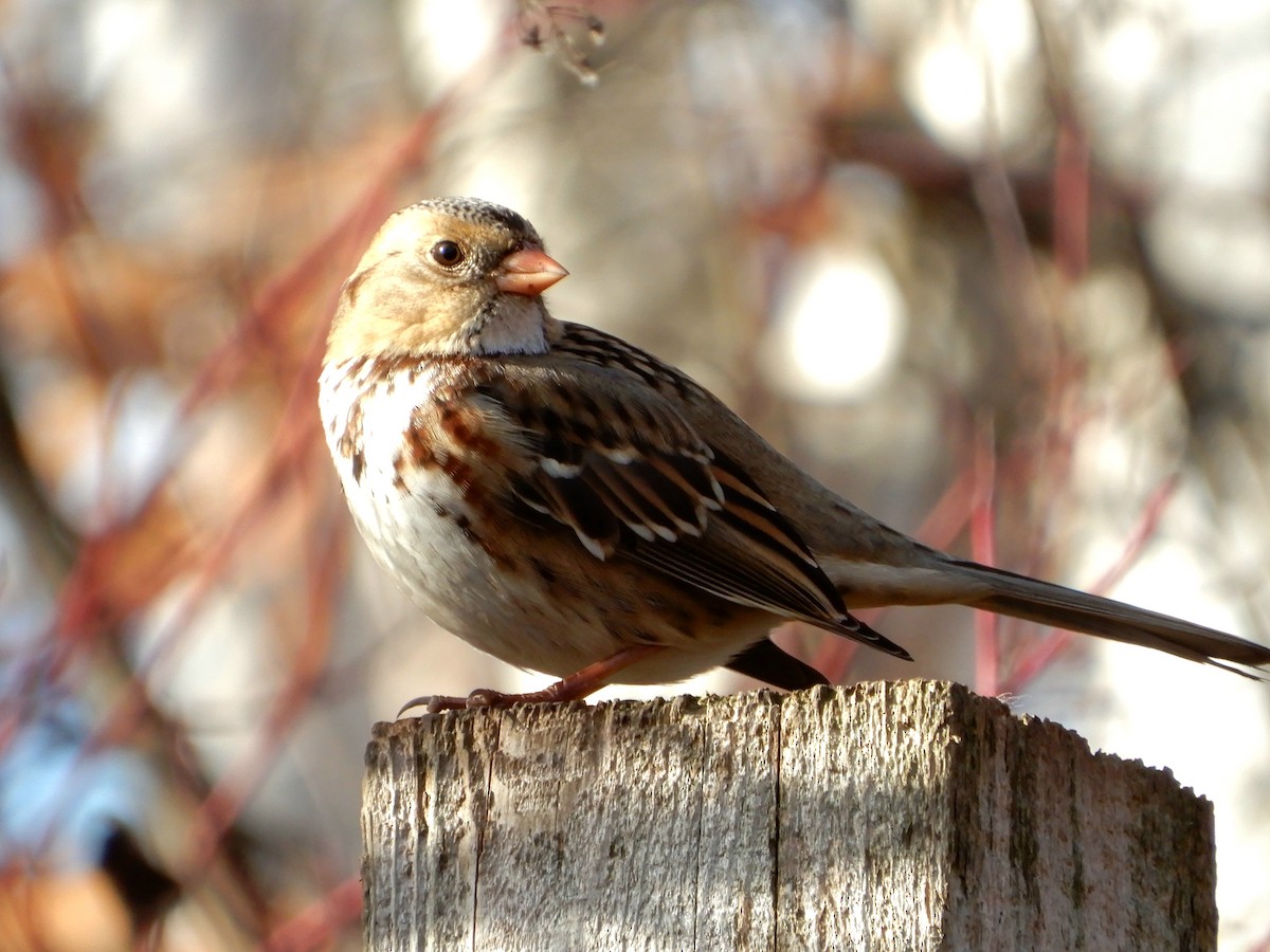 Harris's Sparrow - ML645824940