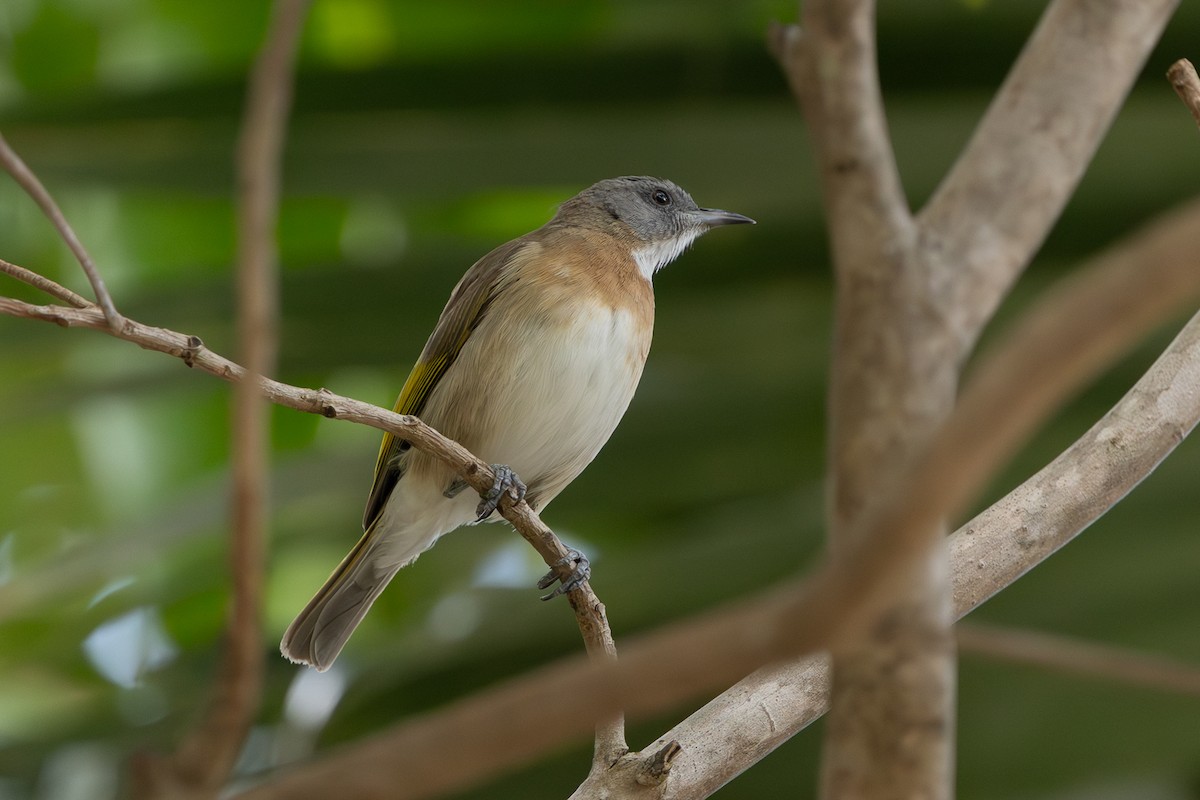 Rufous-banded Honeyeater - ML645824946