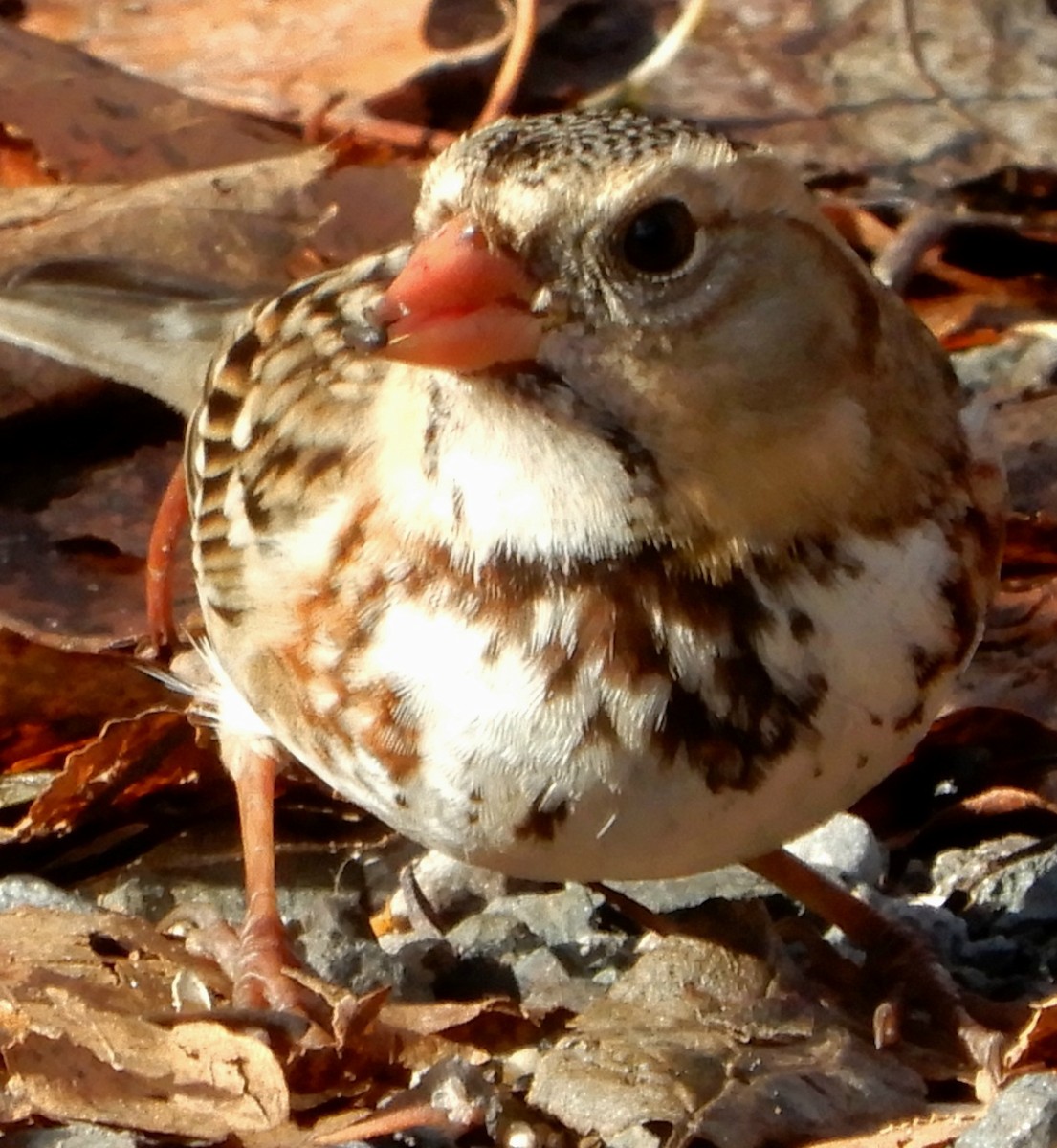 Harris's Sparrow - ML645824947