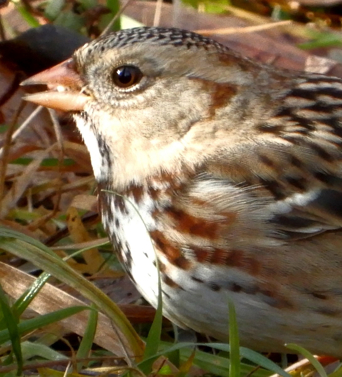 Harris's Sparrow - ML645824950
