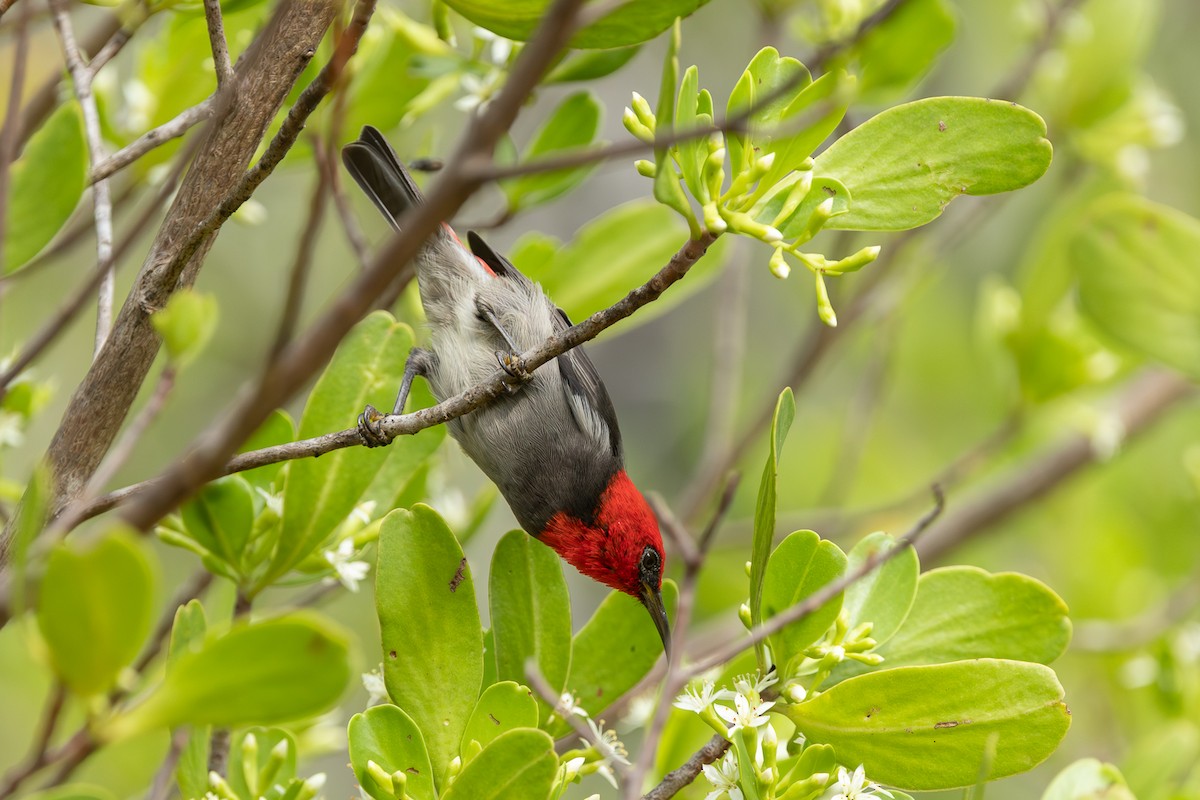 Red-headed Myzomela - ML645824953