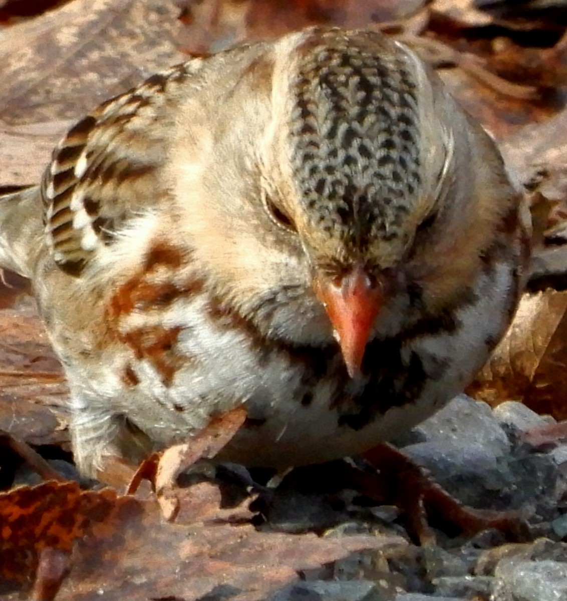 Harris's Sparrow - ML645824954